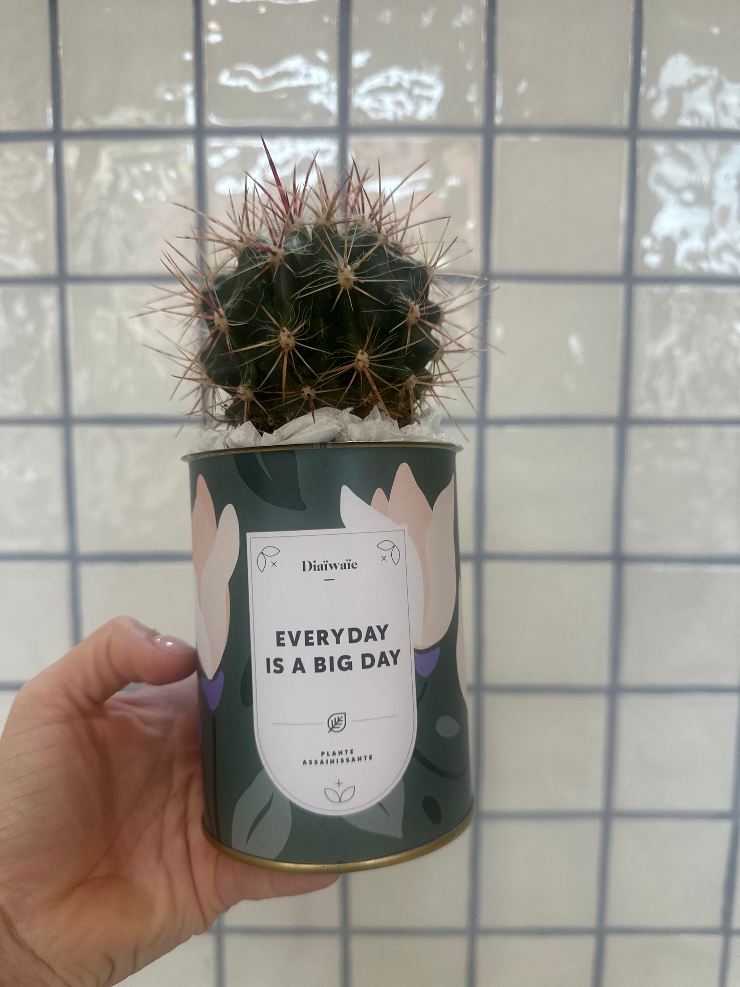 Every day is a big day - Cactus