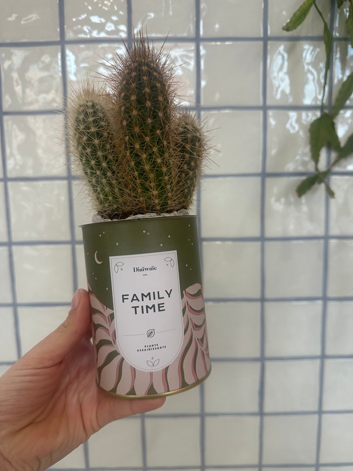 Family Time - Cactus