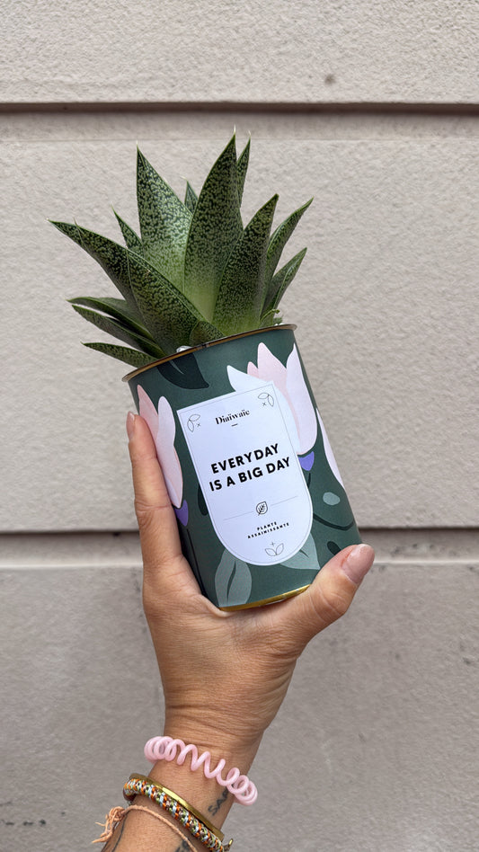 Every day is a big day - Aloe