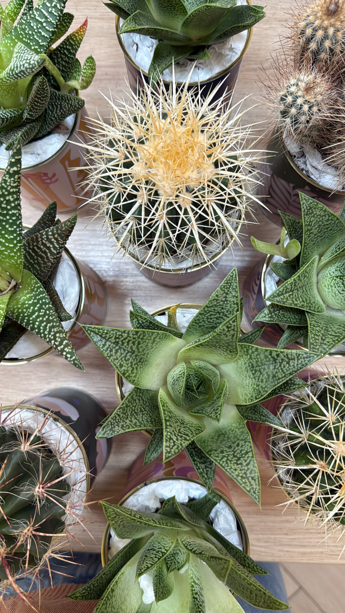 Every day is a big day - Aloe